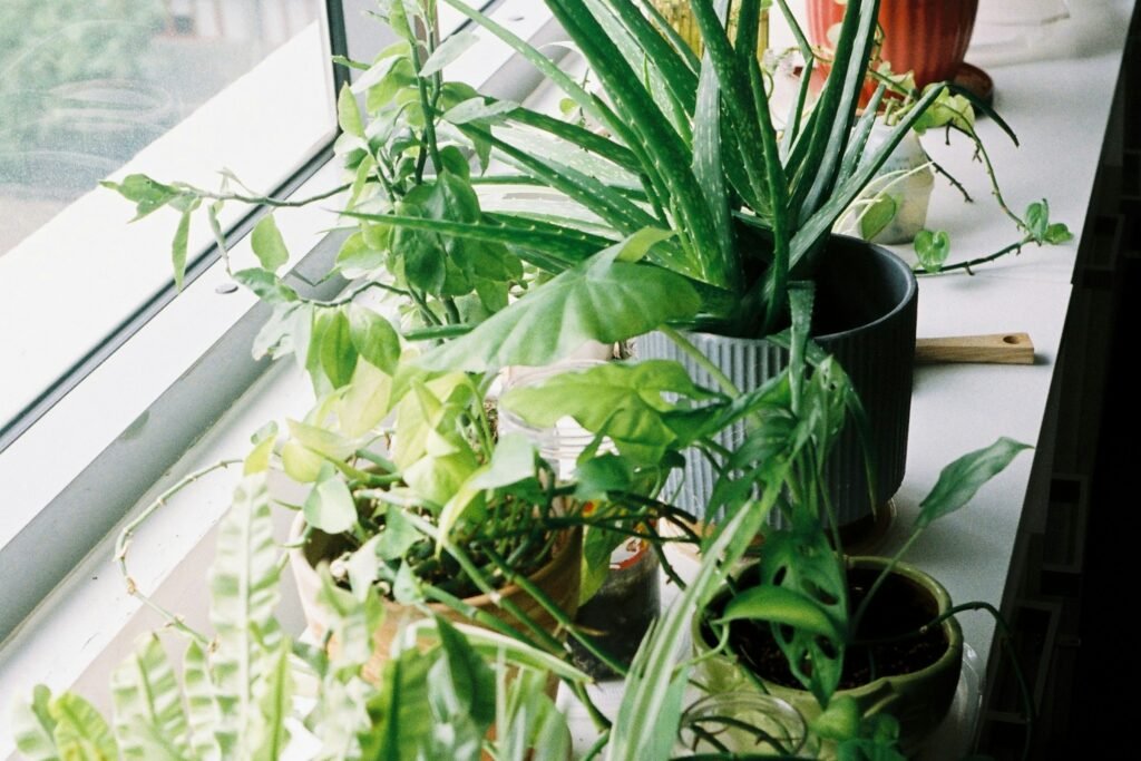 How to divide a studio apartment: row of potted plants lining the zone boundary